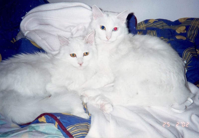 Angel and BB